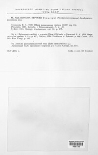Melampsora epitea image